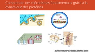 Comprendre des mécanismes fondamentaux grâce à la
dynamique des protéines
The role of receptor diffusion in the organization of the postsynaptic membrane.
Daniel Choquet & Antoine Triller. Nature Reviews Neuroscience 4, 251-265 (April 2003)
 