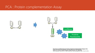 PCA : Protein complementation Assay
Fluorescent and Bioluminescent Protein-Fragment Complementation Assays in the
Study of G Protein-Coupled Receptor Oligomerization and Signaling
Pierre-Alexandre Vidi and Val J. Watts; Molecular Pharmacology April 2009, 75 (4) 733-739;
Luciférase
Protéine
Fluorescente
 