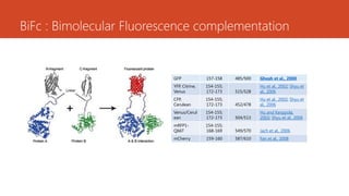 BiFc : Bimolecular Fluorescence complementation
GFP 157-158 485/500 Ghosh et al., 2000
YFP, Citrine,
Venus
154-155;
172-173 515/528
Hu et al., 2002; Shyu et
al., 2006
CFP,
Cerulean
154-155;
172-173 452/478
Hu et al., 2002; Shyu et
al., 2006
Venus/Cerul
ean
154-155;
172-173 504/513
Hu and Kerppola,
2003; Shyu et al., 2006
mRFP1-
Q66T
154-155;
168-169 549/570 Jach et al., 2006
mCherry 159-160 587/610 Fan et al., 2008
 