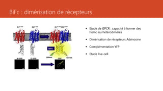 BiFc : dimérisation de récepteurs
 Etude de GPCR : capacité à former des
homo ou hétérodimères
 Dimérisation de récepteurs Adénosine
 Complémentation YFP
 Etude live-cell
 