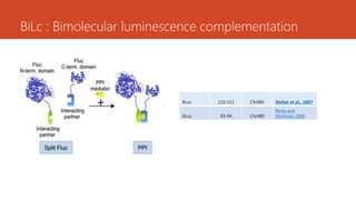 BiLc : Bimolecular luminescence complementation
RLuc 110-111 Ch/485 Stefan et al., 2007
GLuc 93-94 Ch/480
Remy and
Michnick, 2006
 