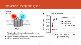 Interaction Récepteur ligand
Leigh A Stoddart et al. (2015) Application of BRET to monitor ligand binding to GPCRs. Nature Methods 12, 661-3.
 Récepteur β2 adrénergique β2AR tagué avec une
nanoLuciférase (Nluc)
 Ligand CA200645 (antagoniste) – fluorophore (BODIPY)
 DPCPX : Antagoniste non marqué
NLucCA200645
- BODIPY
 