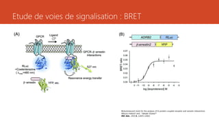 Etude de voies de signalisation : BRET
Bioluminescent tools for the analysis of G-protein-coupled receptor and arrestin interactions
Mitsuru Hattoria and Takeaki Ozawa*a
RSC Adv., 2015,5, 12655-12663
 