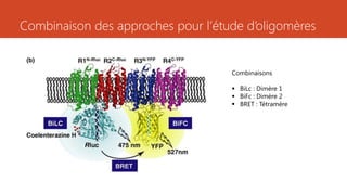 Combinaison des approches pour l’étude d’oligomères
Combinaisons
 BiLc : Dimère 1
 BiFc : Dimère 2
 BRET : Tétramère
 
