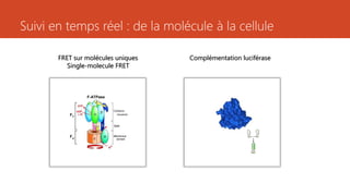 Suivi en temps réel : de la molécule à la cellule
FRET sur molécules uniques
Single-molecule FRET
Complémentation luciférase
 