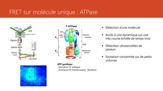 FRET sur molécule unique : ATPase
ATP synthase :
. Domaine F1 statique
. Domaine F0 membranaire : Rotation
 Détection d’une molécule
 Accès à une dynamique sur une
très courte échelle de temps (ms)
 Détecteur ultrasensibles de
photon
 Excitation concentrée sur de petits
volumes
 