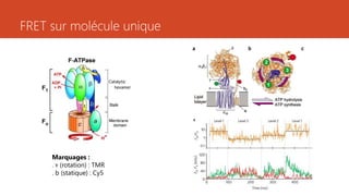 FRET sur molécule unique
Marquages :
. ʏ (rotation) : TMR
. b (statique) : Cy5
 