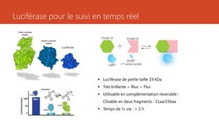 Luciférase pour le suivi en temps réel
Luciférase
 Luciférase de petite taille 19 kDa
 Très brillante > Rluc > Fluc
 Utilisable en complémentation réversible :
Clivable en deux fragments : 11aa/156aa
 Temps de ½ vie : > 2 h
 