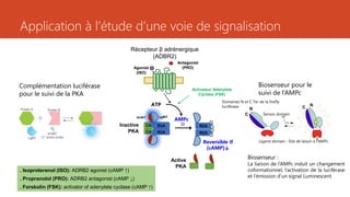 Application à l’étude d’une voie de signalisation
ATP
Agonist
(ISO)
LgBiTSmBiT
CA R2A R2A
R2A
AMPc
Récepteur β adrénergique
(ADBR2)
Inactive
PKA CA R2A
Active
PKA
Reversible if
[cAMP]↓
Biosenseur pour le
suivi de l’AMPc
Complémentation luciférase
pour le suivi de la PKA
Antagonist
(PRO)
Activateur Adenylate
Cyclase (FSK)
. Isoproterenol (ISO): ADRB2 agonist (cAMP ↑)
. Propranolol (PRO): ADRB2 antagonist (cAMP ↓)
. Forskolin (FSK): activator of adenylate cyclase (cAMP ↑)
Ligand domain : Site de laison à l’AMPc
Sensor domain
Domaines N et C Ter de la firefly
luciférase
Biosenseur :
La liaison de l’AMPc induit un changement
coformationnel, l’activation de la luciférase
et l’émission d’un signal Luminescent
 