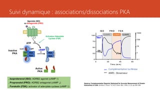 Suivi dynamique : associations/dissociations PKA
0 2 0 4 0 6 0
0
2 5
5 0
7 5
1 0 0
0 .1
1
1 0
1 0 0
1 0 0 0
T im e (m in )
NanoBiT
(%signaldecrease)
GloSensorcAMP22F
(foldsignalincrease)
N a n o B iT
IS O P R O F S K
G lo S e n s o r c A M P 2 2 F
↓[cAMP] ↑[cAMP]↑[cAMP]
NBiT
GS
ATP
Agoniste (ISO)
ou Antagoniste (PRO)
LgBiTSmBiT
CA R2A R2A
R2A
cAMPInactive
PKA
CA R2A
Active
PKA
Activateur Adenylate
Cyclase (FSK)
NanoLuc Complementation Reporter Optimized for Accurate Measurement of Protein
Interactions in Cells. Andrew S. Dixon et al. ACS Chem. Biol., 2016, 11 (2), pp 400–408
Complémentation luciférase
AMPc : Biosenseur
. Isoproterenol (ISO): ADRB2 agonist (cAMP ↑)
. Propranolol (PRO): ADRB2 antagonist (cAMP ↓)
. Forskolin (FSK): activator of adenylate cyclase (cAMP ↑)
 