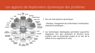 Les apports de l’exploration dynamique des protéines
 Pas une mais plusieurs dynamiques :
. Vibration, changement de conformation, translocation,
interactions protéiques …
 Les technologies développées permettent aujourd’hui
d’apprécier non plus seulement la fonction d’une
protéine mais sa dynamique propre et au sein de la
cellule et d’un organisme (in vivo)
Luminescent
proteins
 