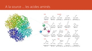 A la source … les acides aminés
 