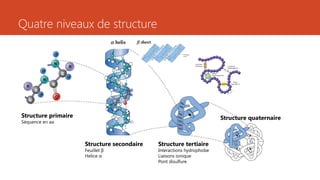 Quatre niveaux de structure
Structure primaire
Séquence en aa
Structure secondaire
Feuillet β
Helice α
Structure quaternaire
Structure tertiaire
Interactions hydrophobe
Liaisons ionique
Pont disulfure
 