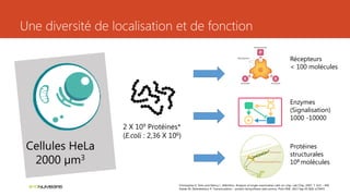 Une diversité de localisation et de fonction
Cellules HeLa
2000 µm3
2 X 109 Protéines*
(E.coli : 2,36 X 106)
Récepteurs
< 100 molécules
Enzymes
(Signalisation)
1000 -10000
Protéines
structurales
108 molécules
Christopher E. Sims and Nancy L. Allbritton. Analysis of single mammalian cells on-chip, Lab Chip, 2007, 7, 423 – 440.
Siwiak M, Zielenkiewicz P. Transimulation - protein biosynthesis web service. PloS ONE. 2013 Sep 05 8(9): e73943.
 