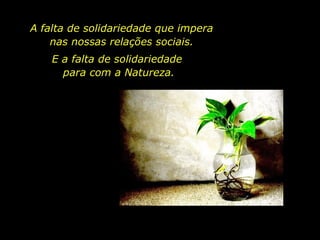A falta de solidariedade que impera
nas nossas relações sociais.
E a falta de solidariedade
para com a Natureza.
 