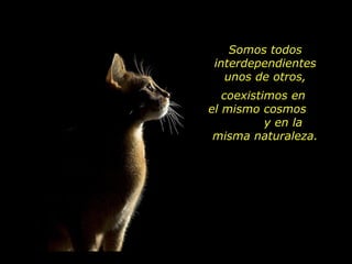 Somos todos
interdependientes
  unos de otros,
   coexistimos en
el mismo cosmos
           y en la
 misma naturaleza.
 