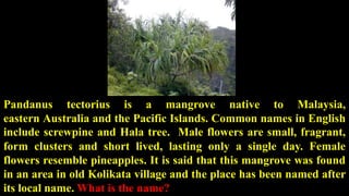 Pandanus tectorius is a mangrove native to Malaysia,
eastern Australia and the Pacific Islands. Common names in English
include screwpine and Hala tree. Male flowers are small, fragrant,
form clusters and short lived, lasting only a single day. Female
flowers resemble pineapples. It is said that this mangrove was found
in an area in old Kolikata village and the place has been named after
its local name. What is the name?
 
