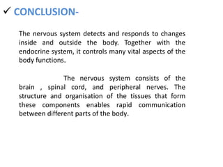  CONCLUSION-
The nervous system detects and responds to changes
inside and outside the body. Together with the
endocrine system, it controls many vital aspects of the
body functions.
The nervous system consists of the
brain , spinal cord, and peripheral nerves. The
structure and organisation of the tissues that form
these components enables rapid communication
between different parts of the body.
 