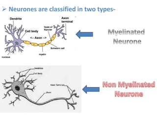  Neurones are classified in two types-
 