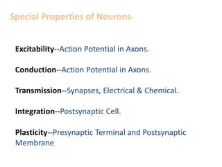 Special Properties of Neurons-
Excitability--Action Potential in Axons.
Conduction--Action Potential in Axons.
Transmission--Synapses, Electrical & Chemical.
Integration--Postsynaptic Cell.
Plasticity--Presynaptic Terminal and Postsynaptic
Membrane.
 