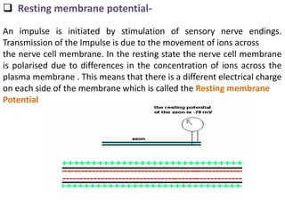  Resting membrane potential-
An impulse is initiated by stimulation of sensory nerve endings.
Transmission of the Impulse is due to the movement of ions across
the nerve cell membrane. In the resting state the nerve cell membrane
is polarised due to differences in the concentration of ions across the
plasma membrane . This means that there is a different electrical charge
on each side of the membrane which is called the Resting membrane
Potential
 