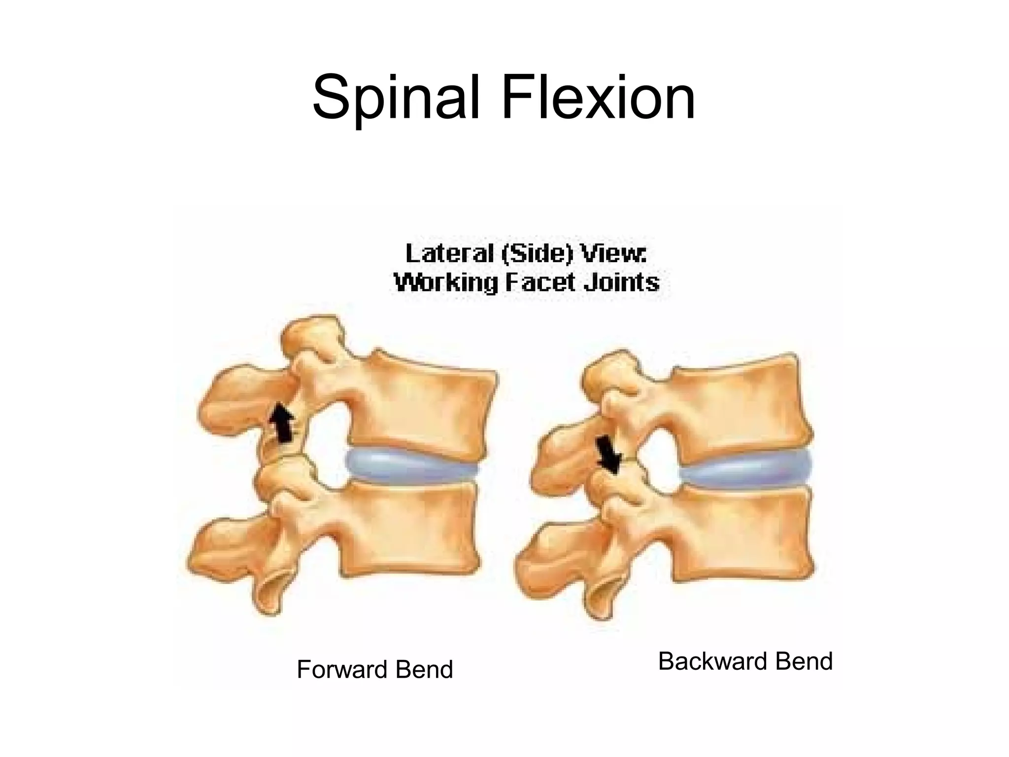 Spinal Flexion
Forward Bend Backward Bend
 