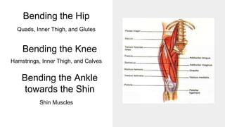 Bending the Hip
Quads, Inner Thigh, and Glutes
Bending the Knee
Hamstrings, Inner Thigh, and Calves
Bending the Ankle
towards the Shin
Shin Muscles
 