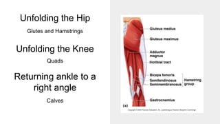 Unfolding the Hip
Glutes and Hamstrings
Unfolding the Knee
Quads
Returning ankle to a
right angle
Calves
 