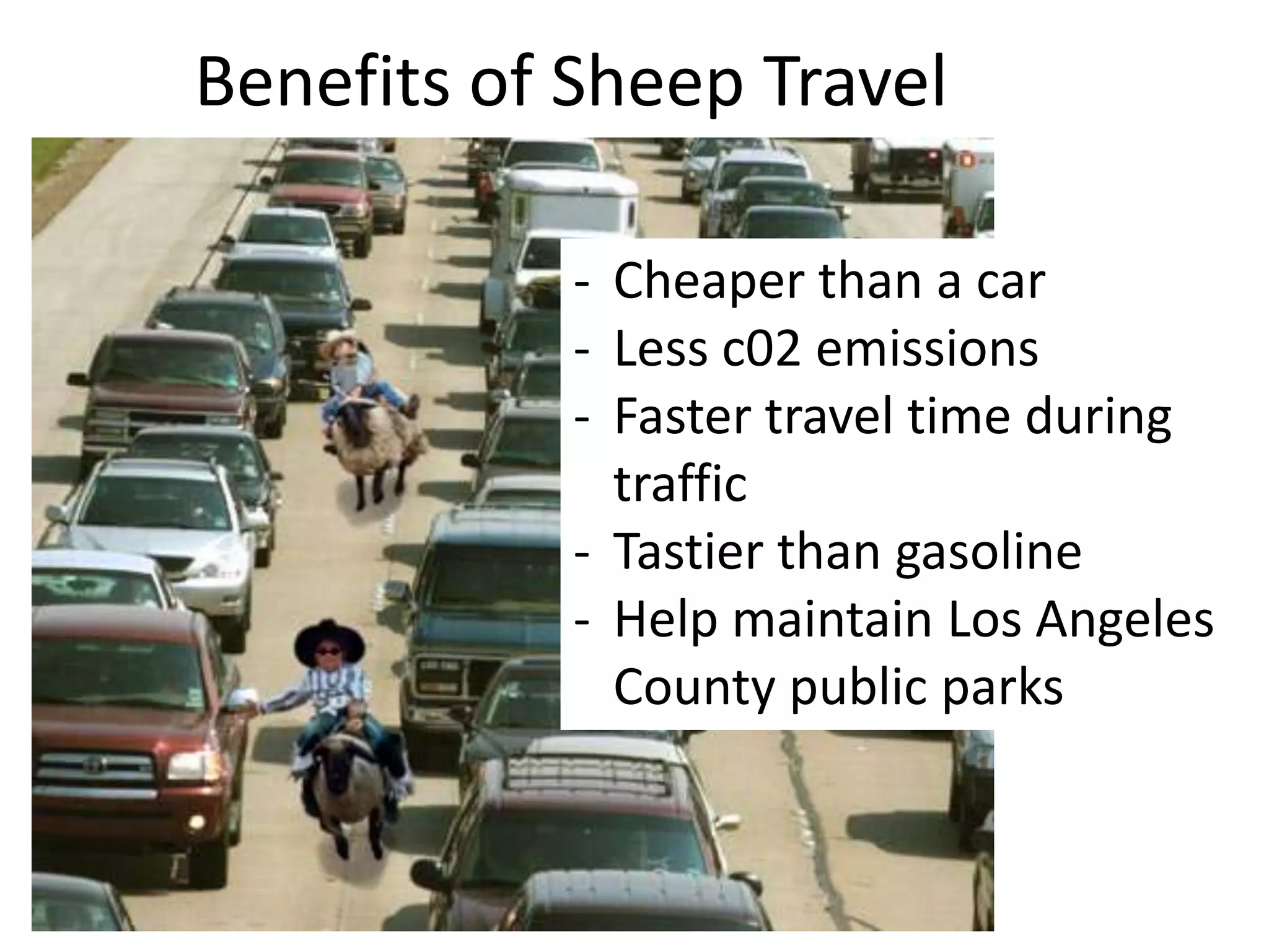 Benefits of Sheep Travel
- Cheaper than a car
- Less c02 emissions
- Faster travel time during
traffic
- Tastier than gasoline
- Help maintain Los Angeles
County public parks
 
