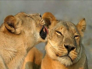 For you   $   اصبحت اعشقك واحب عشقي لعشقك