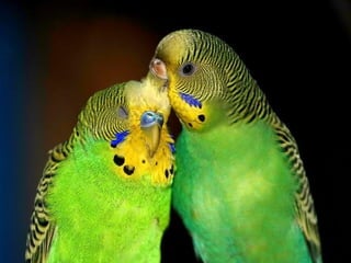 For you   $   اصبحت اعشقك واحب عشقي لعشقك