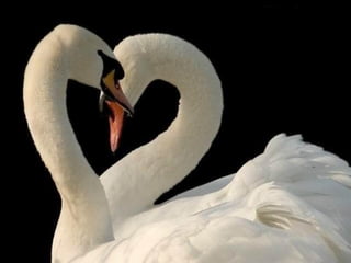 For you   $   اصبحت اعشقك واحب عشقي لعشقك