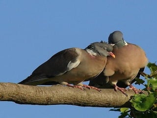 For you   $   اصبحت اعشقك واحب عشقي لعشقك