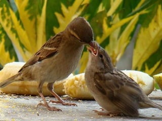For you   $   اصبحت اعشقك واحب عشقي لعشقك