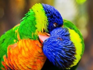 For you   $   اصبحت اعشقك واحب عشقي لعشقك