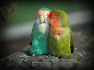 For you   $   اصبحت اعشقك واحب عشقي لعشقك