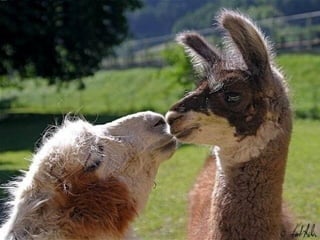 For you   $   اصبحت اعشقك واحب عشقي لعشقك