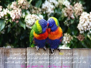 ‫إسم الطائر ) أي ك ه ( و هو ما يعرف بطائر الحب أو طائر الشوق‬
                                                ‫هَ ( ُ‬
  ‫و إن مات أحدهما يمتنع الرخر عن الطعام و الشراب إلى أن يموت هو الرخر‬
‫وقد كتب دكتور إبراهيم ناجى فى رائعته الطل ل و التى غنتها أم كلثوم هذا البيت‬
              ‫يا حبيبا زرت يوما أيكه ....طائر الشوق أغنى ألما‬
 