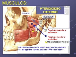 Fasciculo superior o esfenoidal. 
Fasciculo inferior o pterioideo. 
MÚSCULOS: 
PTERIGOIDEO EXTERNO 
Recordar que entre los fascículos superior e inferior del pterigoideo externo sale el nervio bucal del V3. 
ORIGEN 
INSERCIÓN  