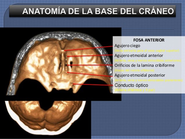FOSA CRANEAL ANTERIOR