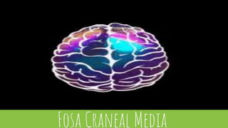 Fosa Craneal Media
 
