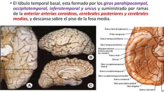 • El lóbulo temporal basal, esta formado por los giros parahipocampal,
occipitotemporal, inferotemporal y uncus y suministrado por ramas
de la anterior arterias coroideas, cerebrales posteriores y cerebrales
medias, y descansa sobre el piso de la fosa media.
17
 