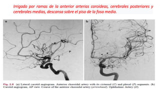 18
Irrigado por ramas de la anterior arterias coroideas, cerebrales posteriores y
cerebrales medias, descansa sobre el piso de la fosa media.
 