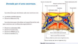 Drenado por el seno cavernoso.
19
 