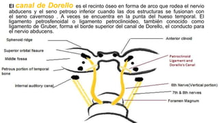 El canal de Dorello es el recinto óseo en forma de arco que rodea el nervio
abducens y el seno petroso inferior cuando las dos estructuras se fusionan con
el seno cavernoso . A veces se encuentra en la punta del hueso temporal. El
ligamento petrosfenoidal o ligamento petroclinoideo, también conocido como
ligamento de Gruber, forma el borde superior del canal de Dorello, el conducto para
el nervio abducens.
21
 