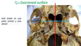 Exocraneal surface
22
Esta divido en una
parte central y otra
lateral
 