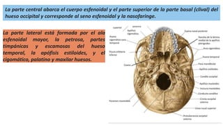 23
La parte central abarca el cuerpo esfenoidal y el parte superior de la parte basal (clival) del
hueso occipital y corresponde al seno esfenoidal y la nasofaringe.
La parte lateral está formada por el ala
esfenoidal mayor, la petrosa, partes
timpánicas y escamosas del hueso
temporal, la apófisis estiloides, y el
cigomático, palatino y maxilar huesos.
 