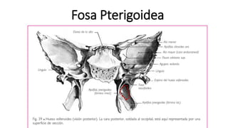 Fosa Pterigoidea
 