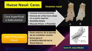 Musulo Procer Fosas | PPTX