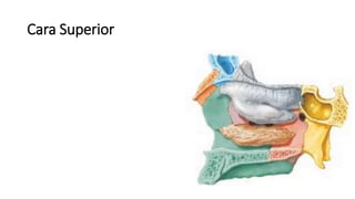 Cara Superior
 